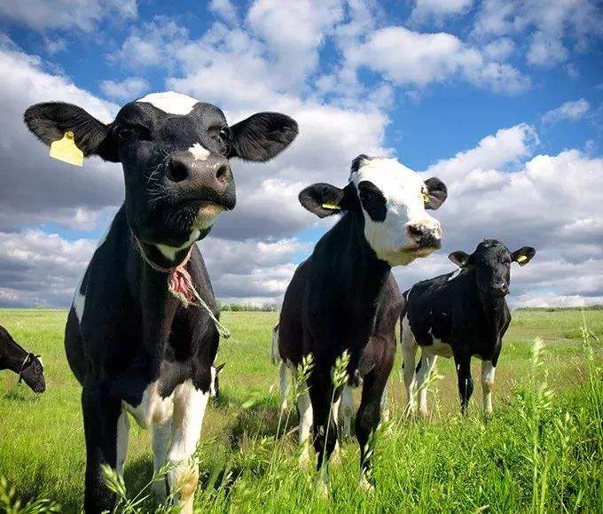 畜牧业温湿度监控系统